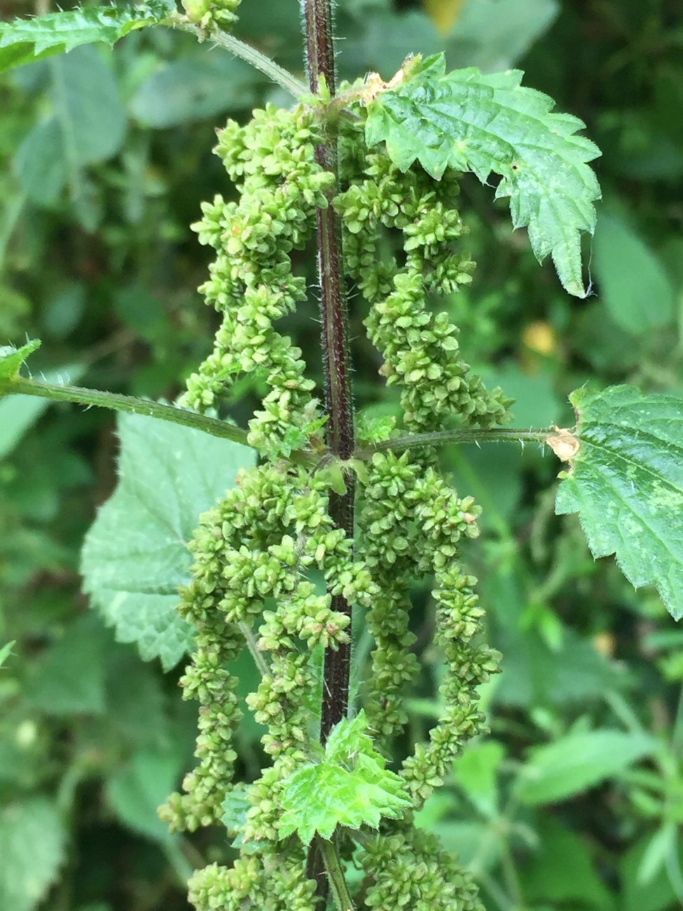 gi nettle seeds