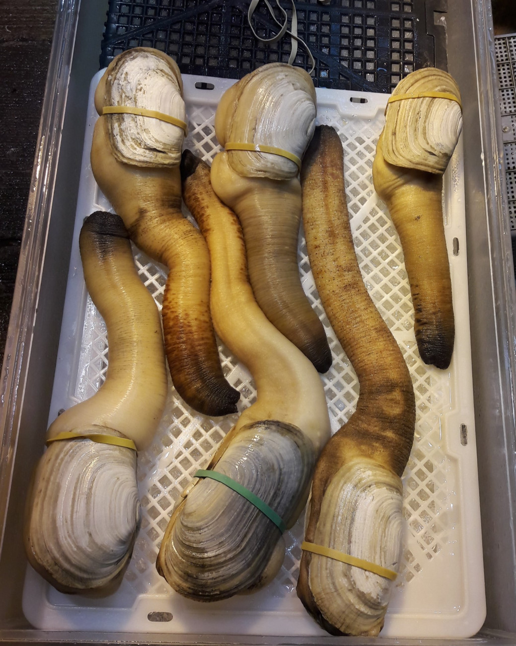 geoduck