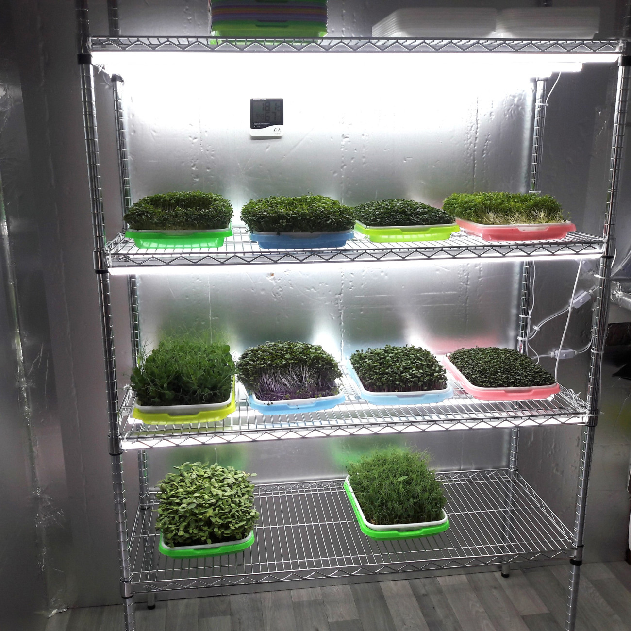 Microgreens: Peas, sunflowers, broccoli, radish, red kohlrabi, kale and mustard.