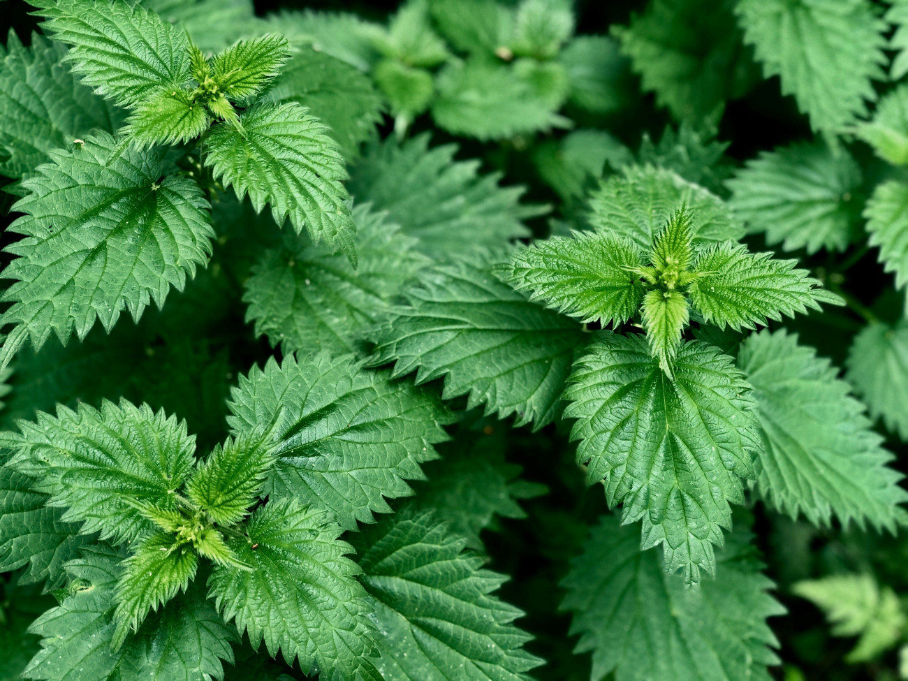 unspl nettles