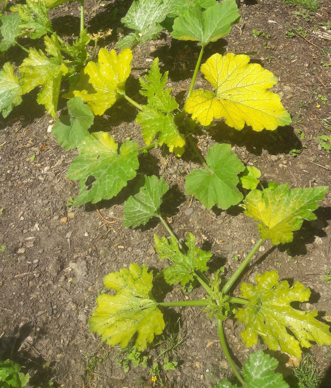 Why are the pumpkin leaves turning yellow?