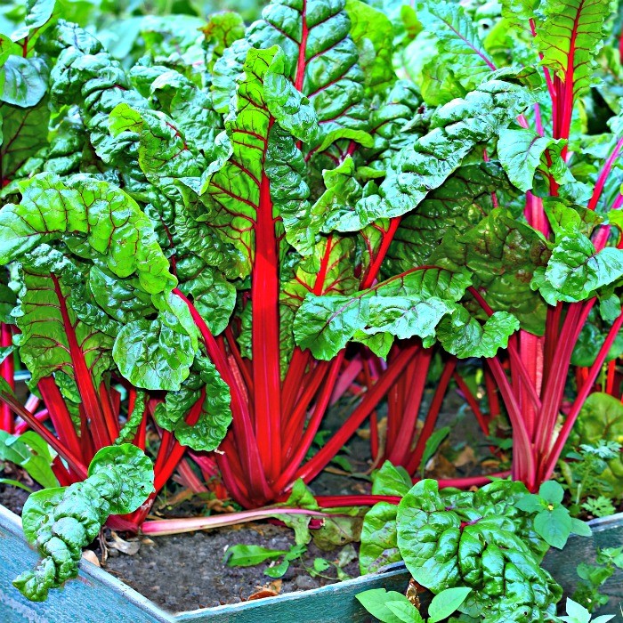 chard